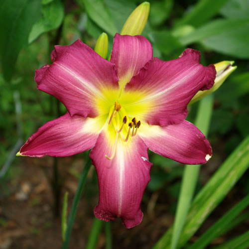 Hemerocallis Swirling Water